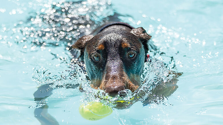 About 135 dogs participate in Arnold Pooch Plunge
